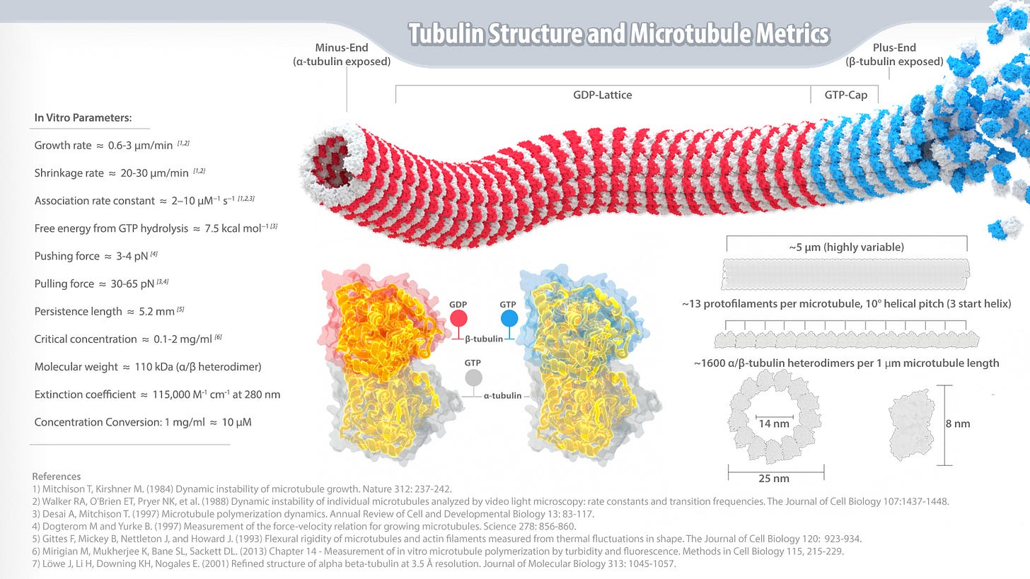 Tubulin and Microtubule Metrics Infographic