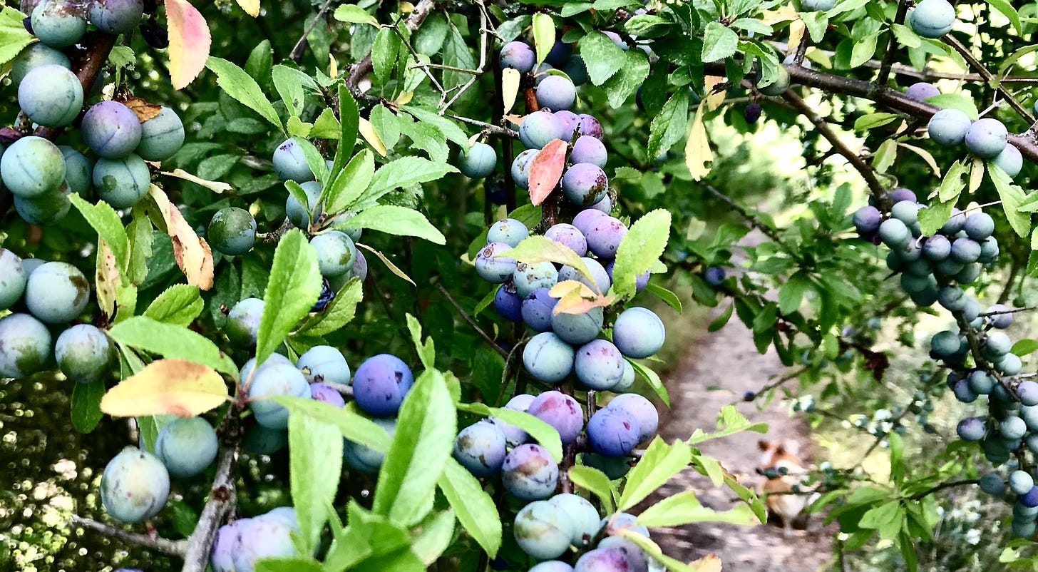 An abundance of sloe berries