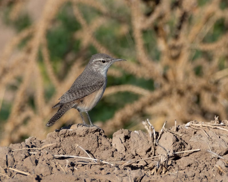 20250106-Marana-272-Edit.jpg