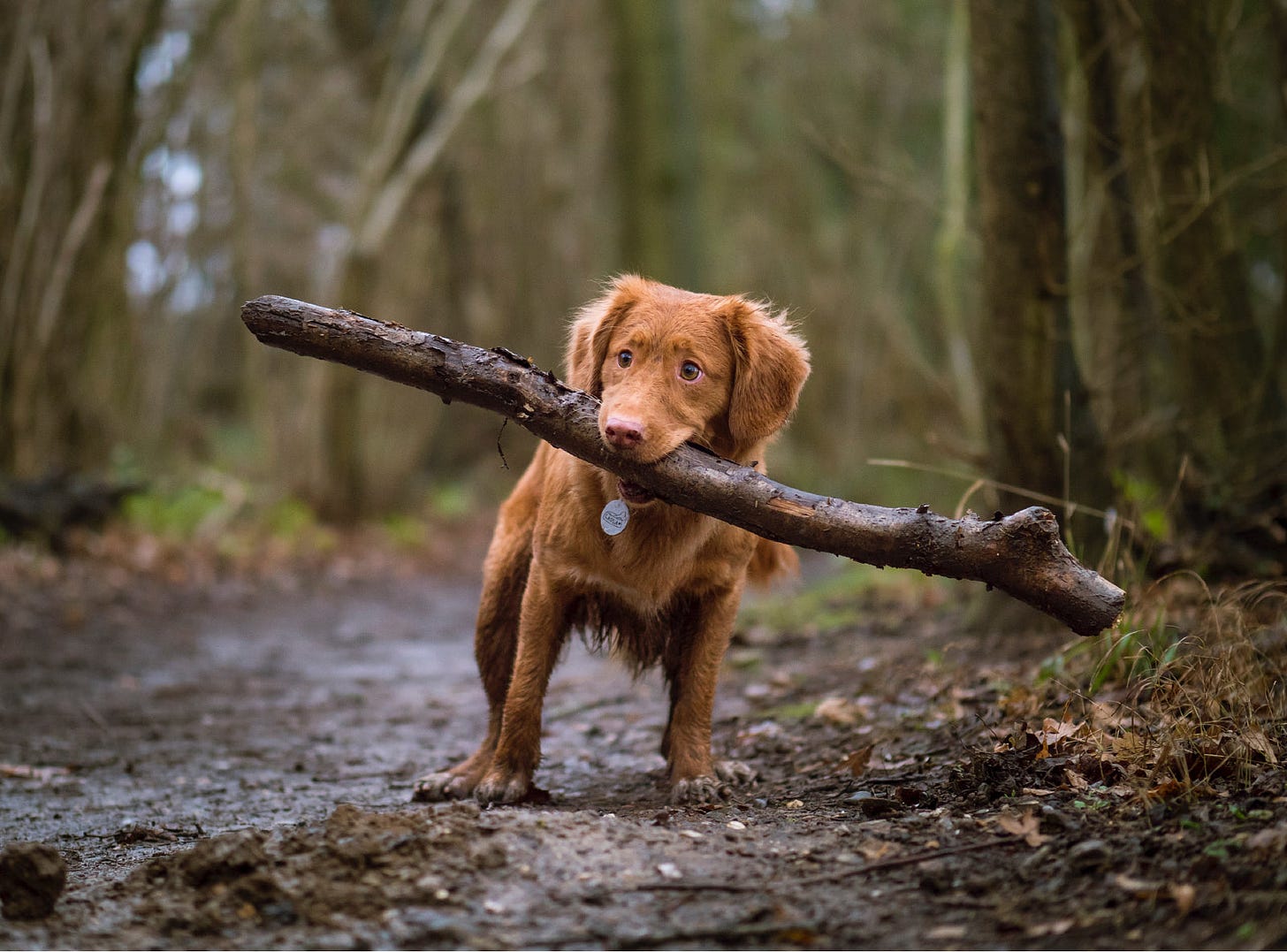 Dog maturity: When does a puppy become a dog? | Barc London