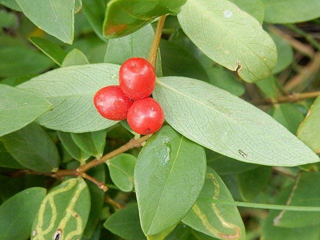 Wikstroemia indica [Tie Bush - red fruit - Dee Why, NSW wikicommons].jpg