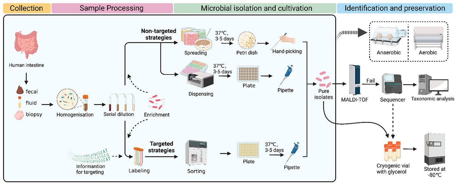 The basic isolation protocol for human gut (enteric) microbes. Image courtesy of Wan et al., 2023.