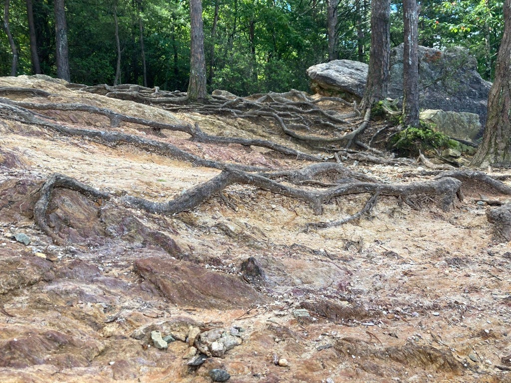 rock at the top of Occaneechee Mountain, with tangling roots