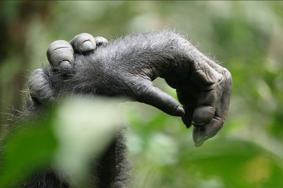 las manos relajadas de un chimpancé en la reserva de la selva de Kibale en Uganda