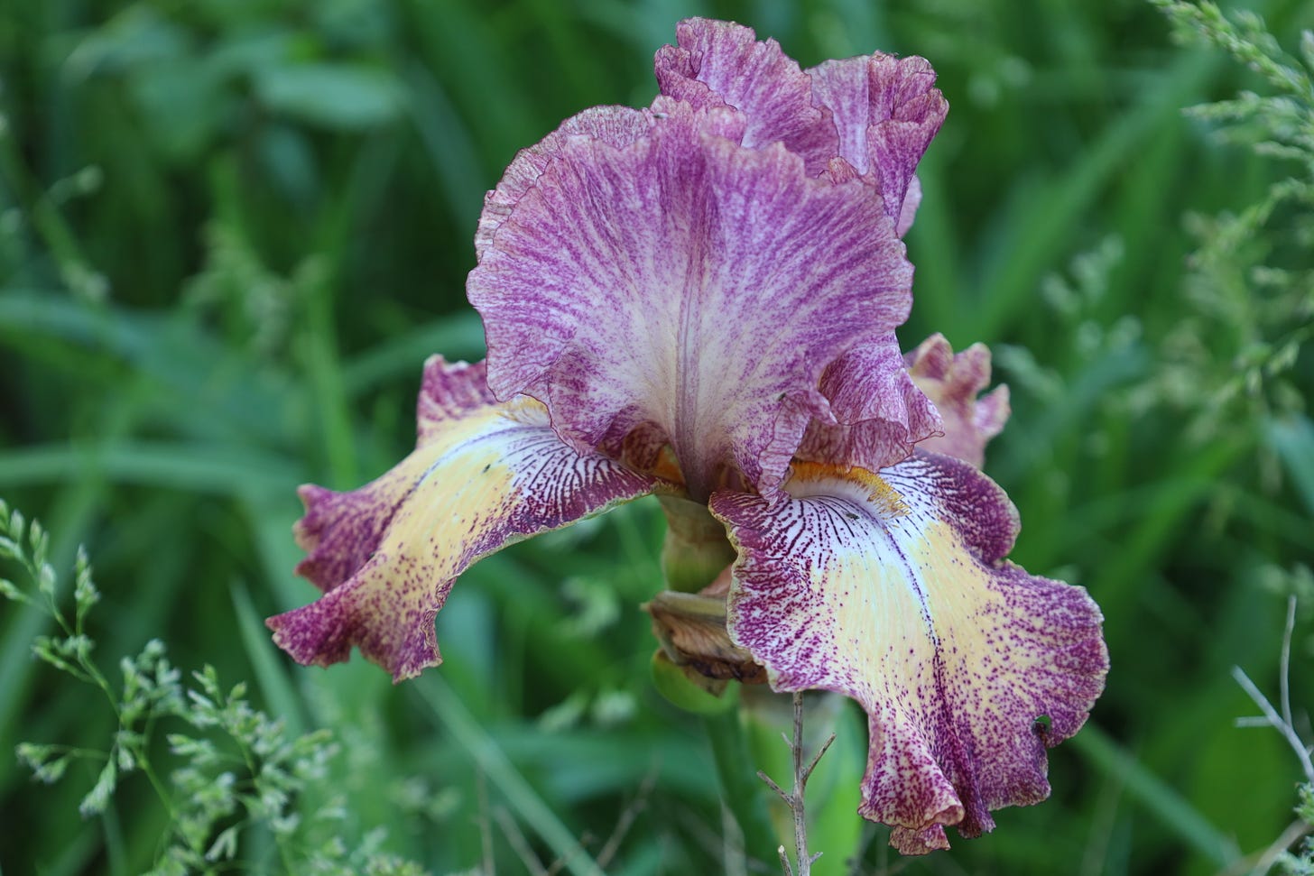 Bearded iris at the Genuine Faux Farm