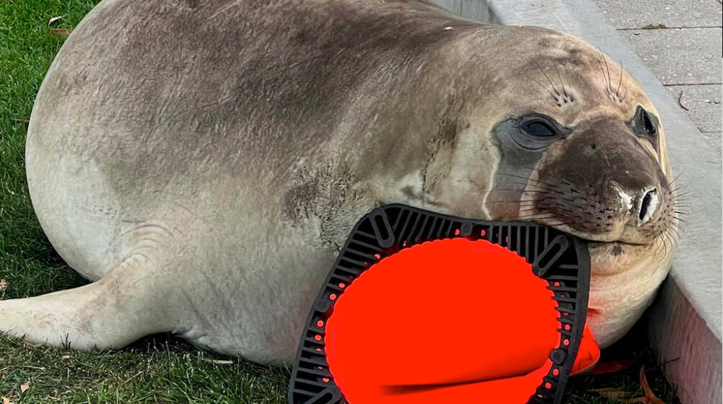 A big gray seal with a smushed traffic cone hanging out of his mouth