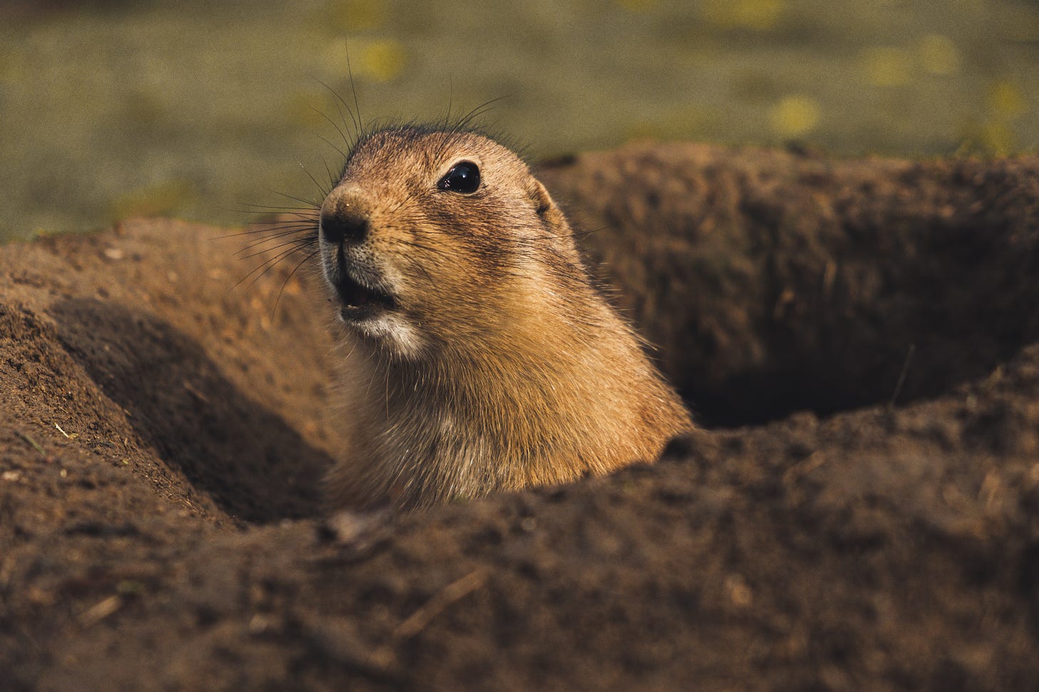 A prairie dog peeking out of a burrow in the ground looking at the camera with its mouth slightly open as if about to say something