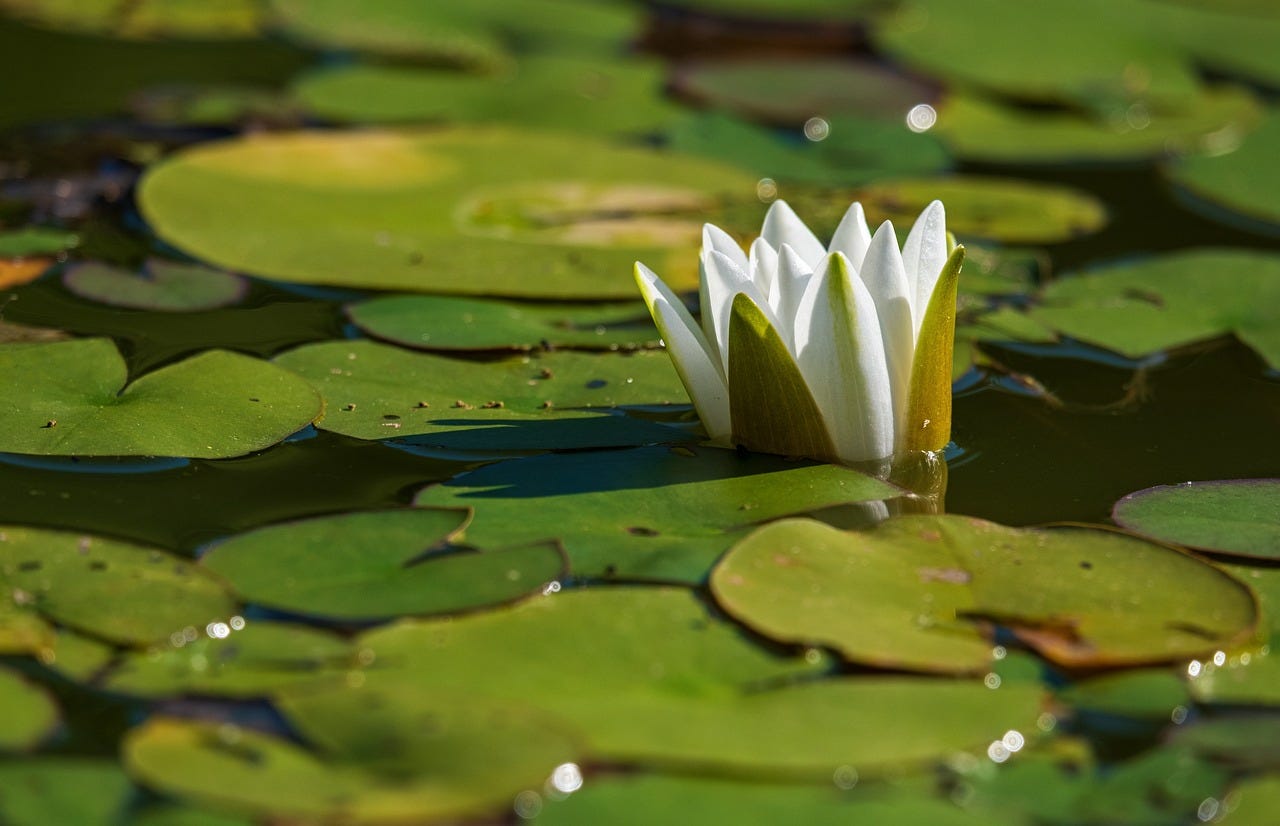 White lily on pond.