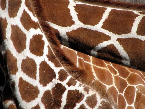 Reticulated giraffe necks Reticulated giraffe necks