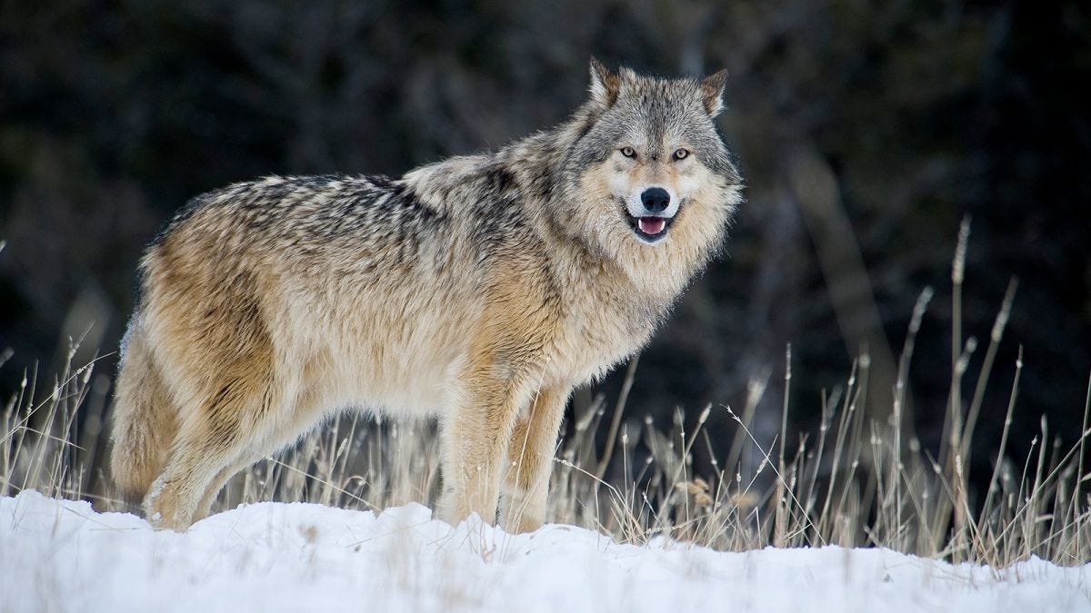 Gray wolves are relisted in Endangered Species Act | CNN