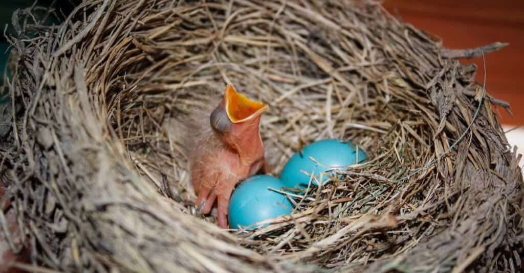 5 Birds That Lay Eggs in Other Birds' Nests - A-Z Animals 5 Birds That Lay Eggs in Other Birds' Nests - A-Z Animals
