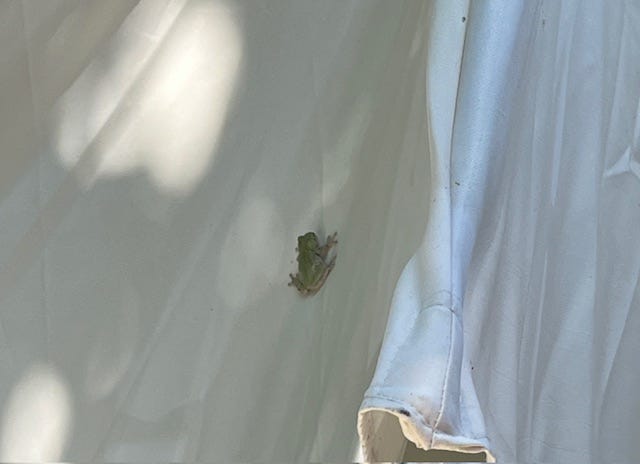 A green frog clinging to a white canvas umbrella.