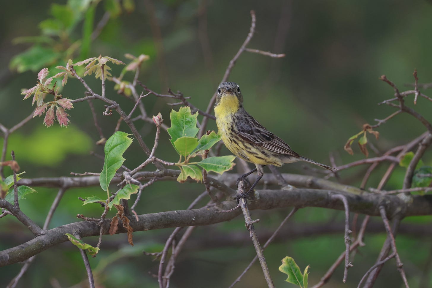 a yellow-bellied, gray-backed bird with dark streaks on its flanks and back, perched in a tree with young oak leaves, body facing left, head facin the viewer.