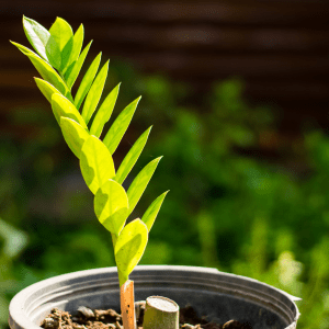 Zamioculcas zamiifolia, the ZZ plant