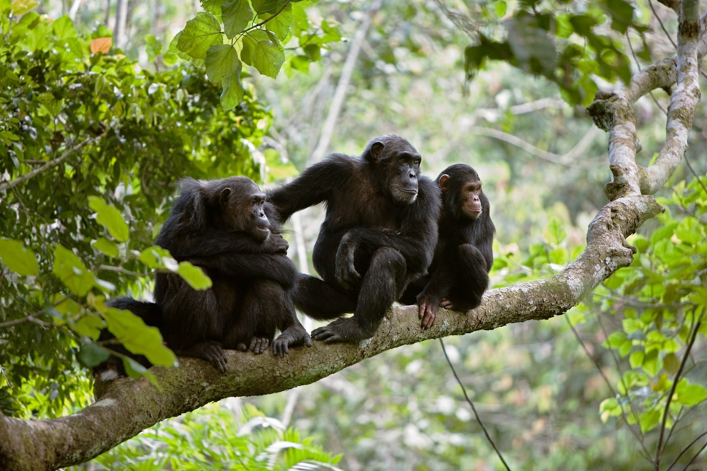 Three chimps looking out across the jungle.