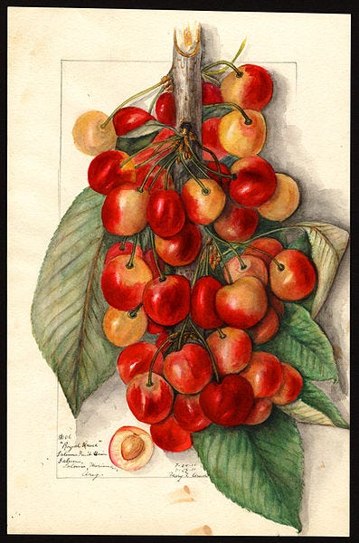Image of the Royal Anne variety of cherries (scientific name: Prunus avium), with this specimen originating in Salem, Marion County, Oregon, United States