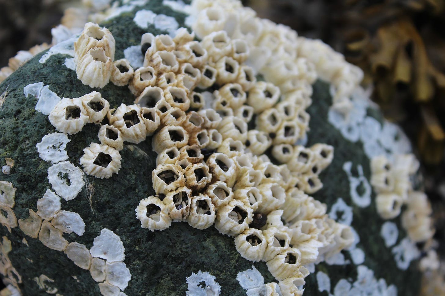 barnacles on stone
