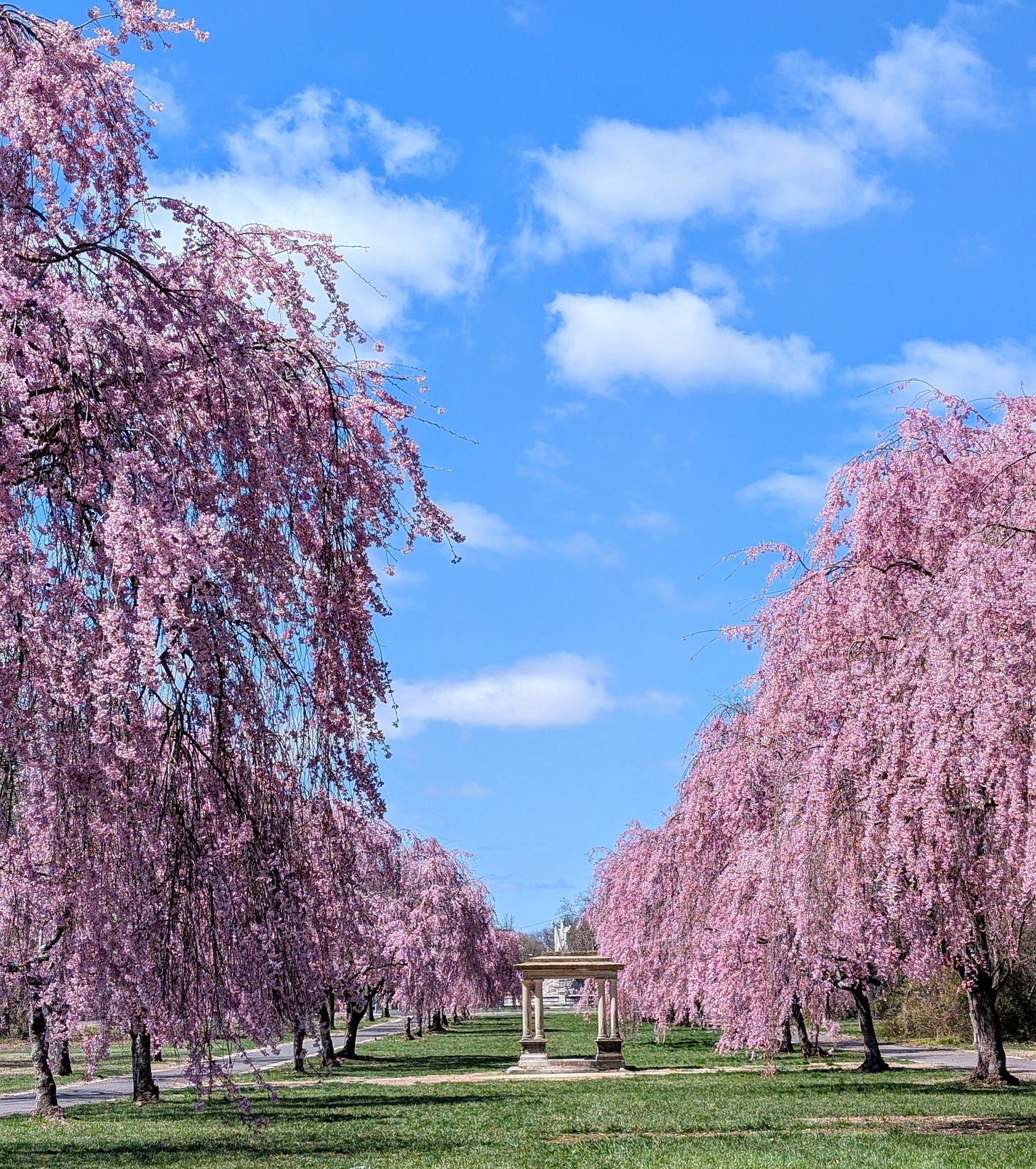 Sure! Here's a more straightforward version of the image description:  **Image Description:**   A path lined with weeping cherry blossom trees in full bloom, with bright pink flowers hanging down from the branches. In the center of the image, there is a small stone pavilion with columns. The sky is clear and blue with a few scattered white clouds. The grass along the path is green and well-kept.