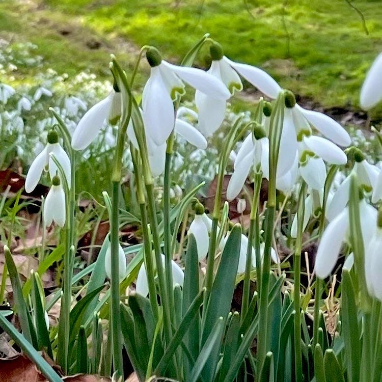 A close up of some of the snowdrops on a bank in the sunshine. Most of them are open.