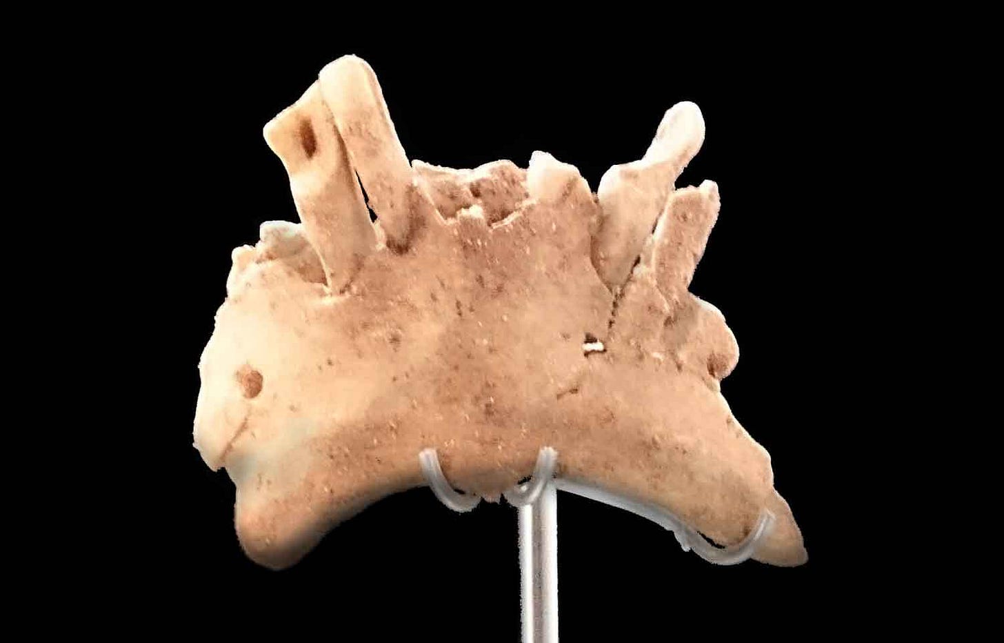 Partial mandible mounted in a museum exhibit Partial mandible mounted in a museum exhibit