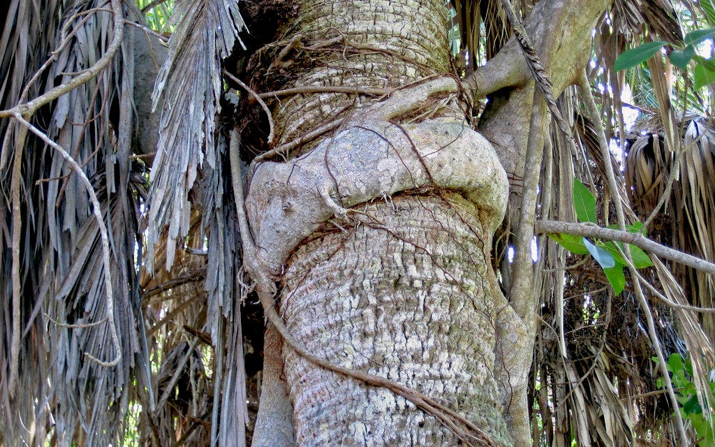 What Are Strangler Figs? | Sanibel Real Estate Guide