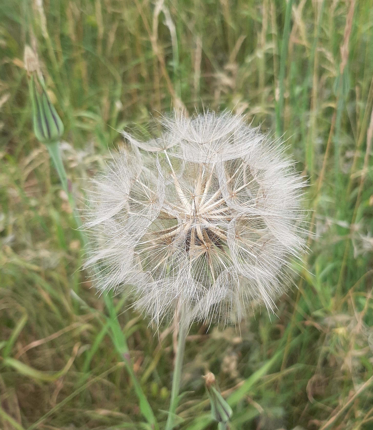 A dandelion seed head