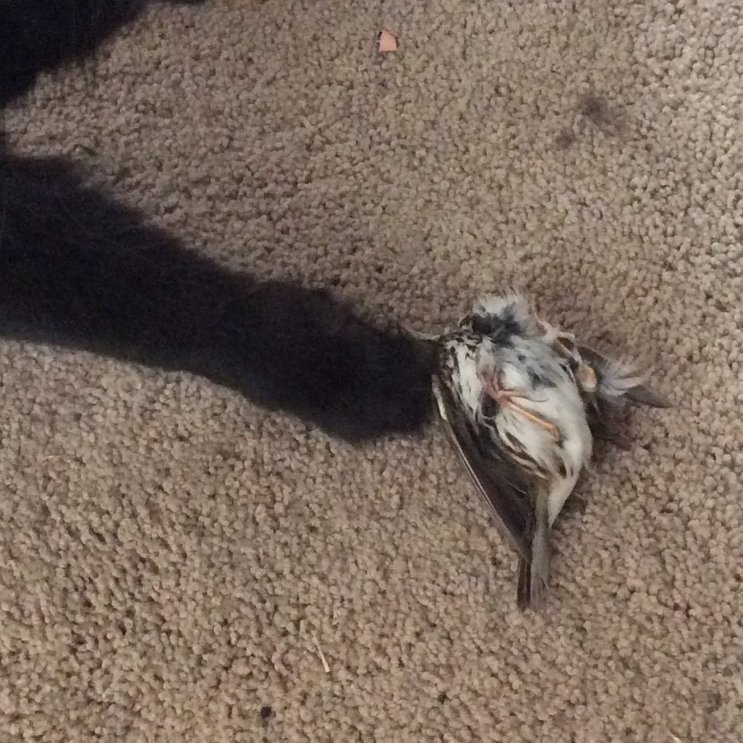 Arm of black cat and a deceased bird on a beige carpeted floor