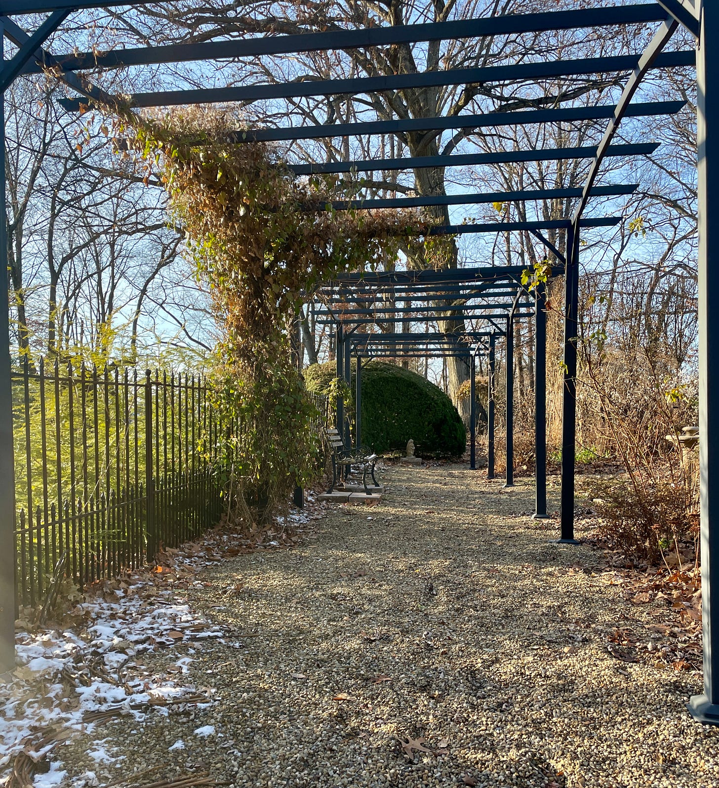 Our largest Yew (Taxus baccata) is about 9 feet tall and a giant gumdrop shape at the end of the Pergola Walk.