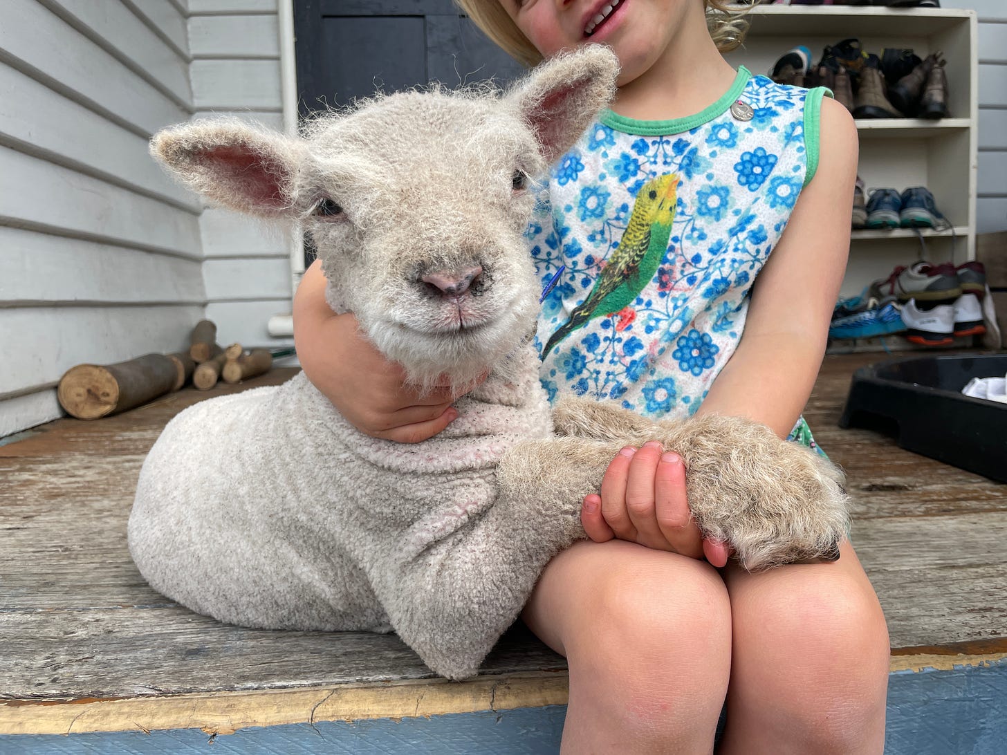 Girl cuddling four day old Lamb on our back deck