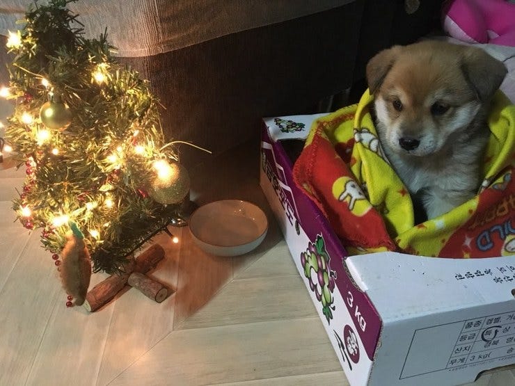 사랑스러운 아기 강아지 포도와 크리스마스 트리
