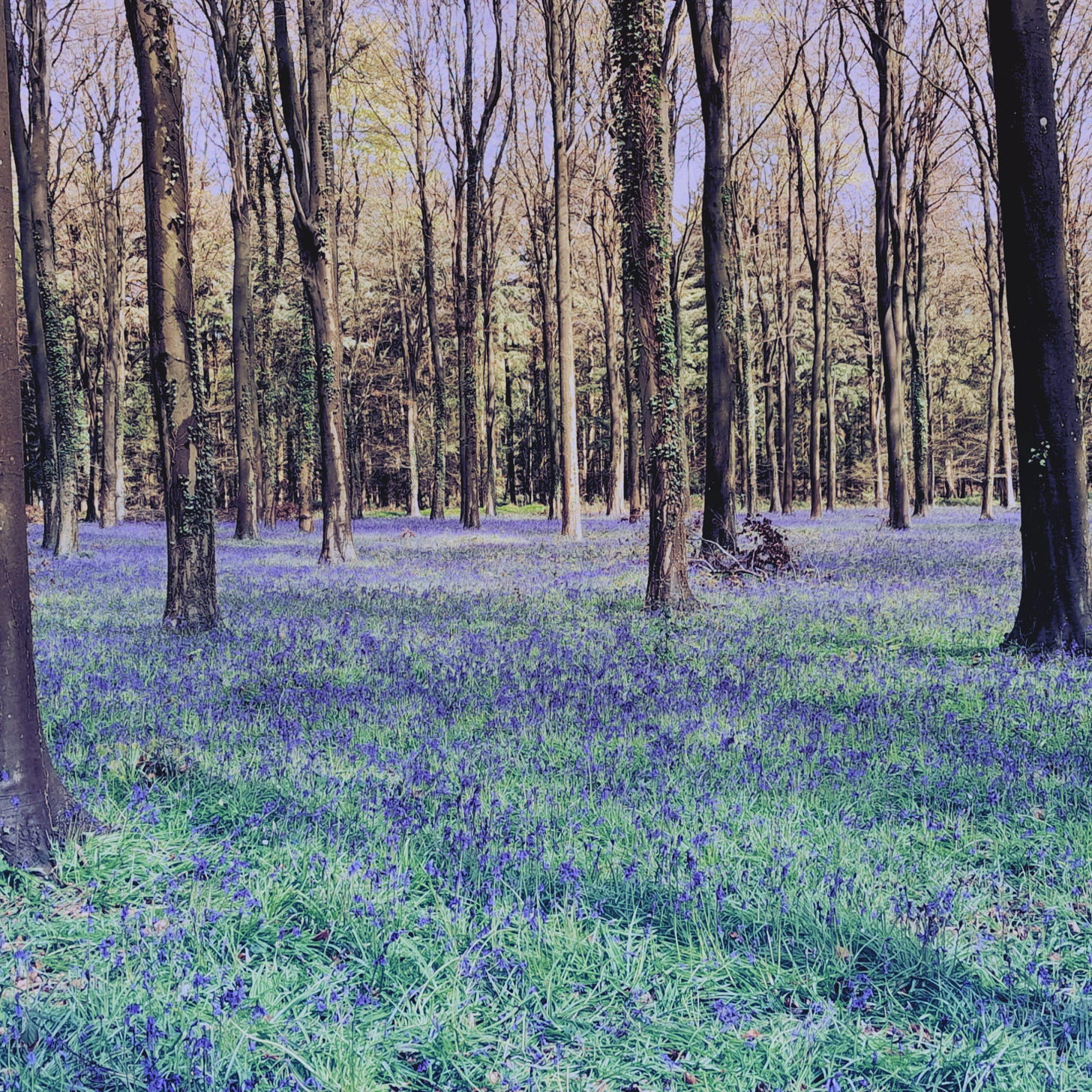 Woodland filled with bluebells