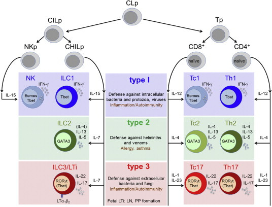 The 3 major types of innate and adaptive cell-mediated effector immunity -  ScienceDirect