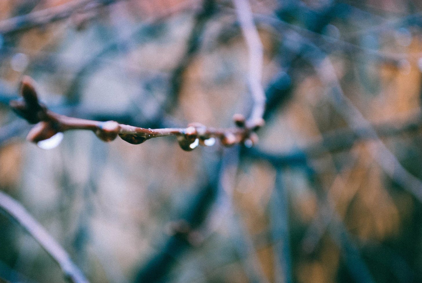 Bare dripping tree branch with buds on display 