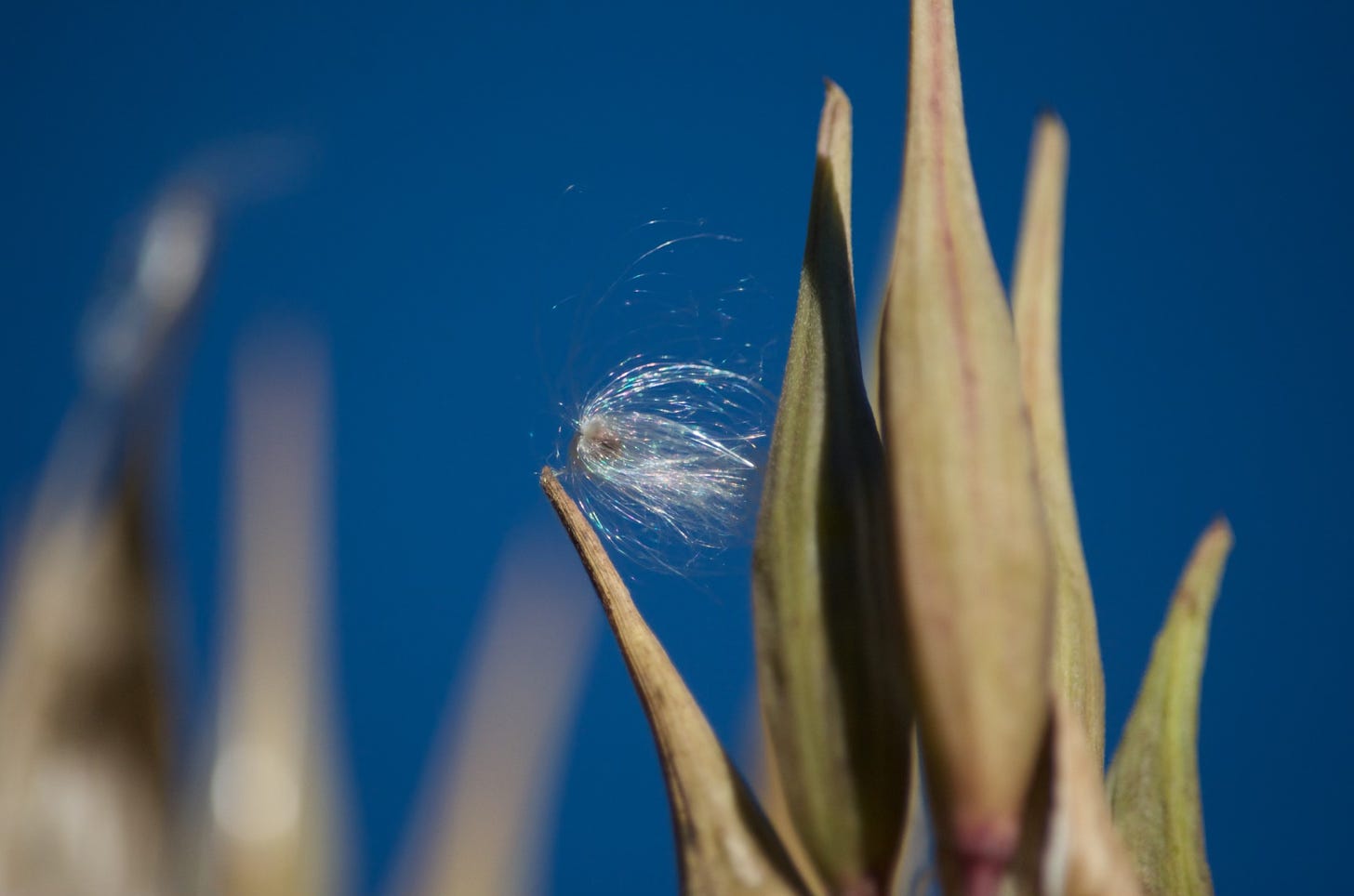 A silky milkweed seed clinging to a seedpod.