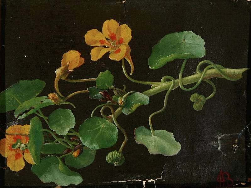 File:Alfrida Baadsgaard - Trompetblomst.png