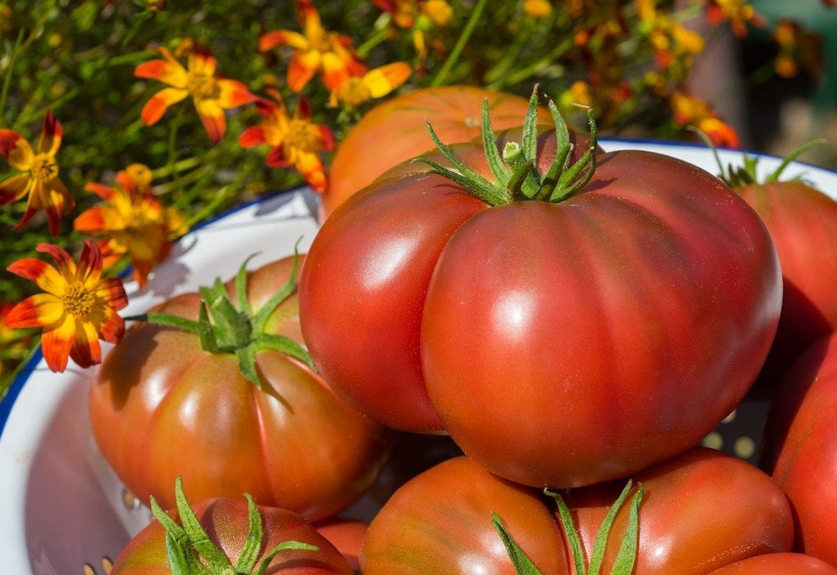 Too Many Tomatoes? Preserve Them 3 Ways! - Farmers' Almanac - Plan Your  Day. Grow Your Life.