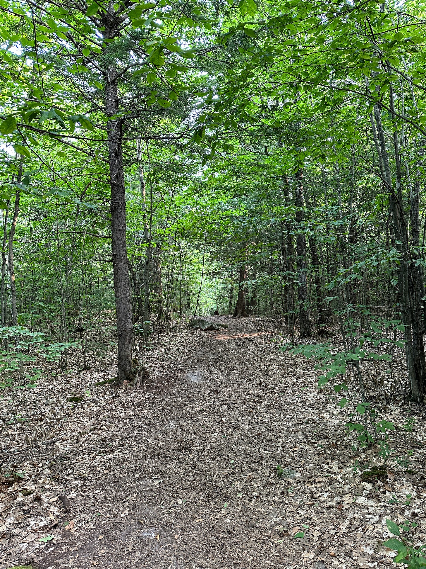 A wooded tree lined trail.