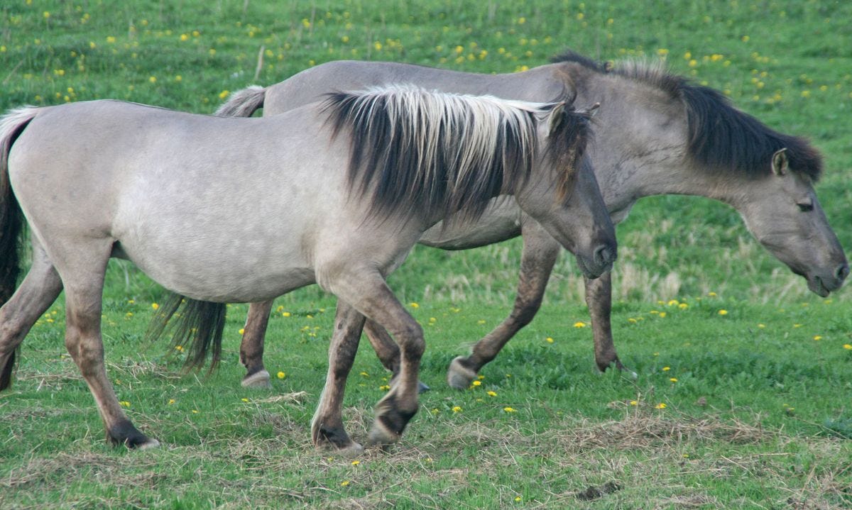 Posts about tarpan on Epona Toscana | Foals, Wild horses, Beautiful horses