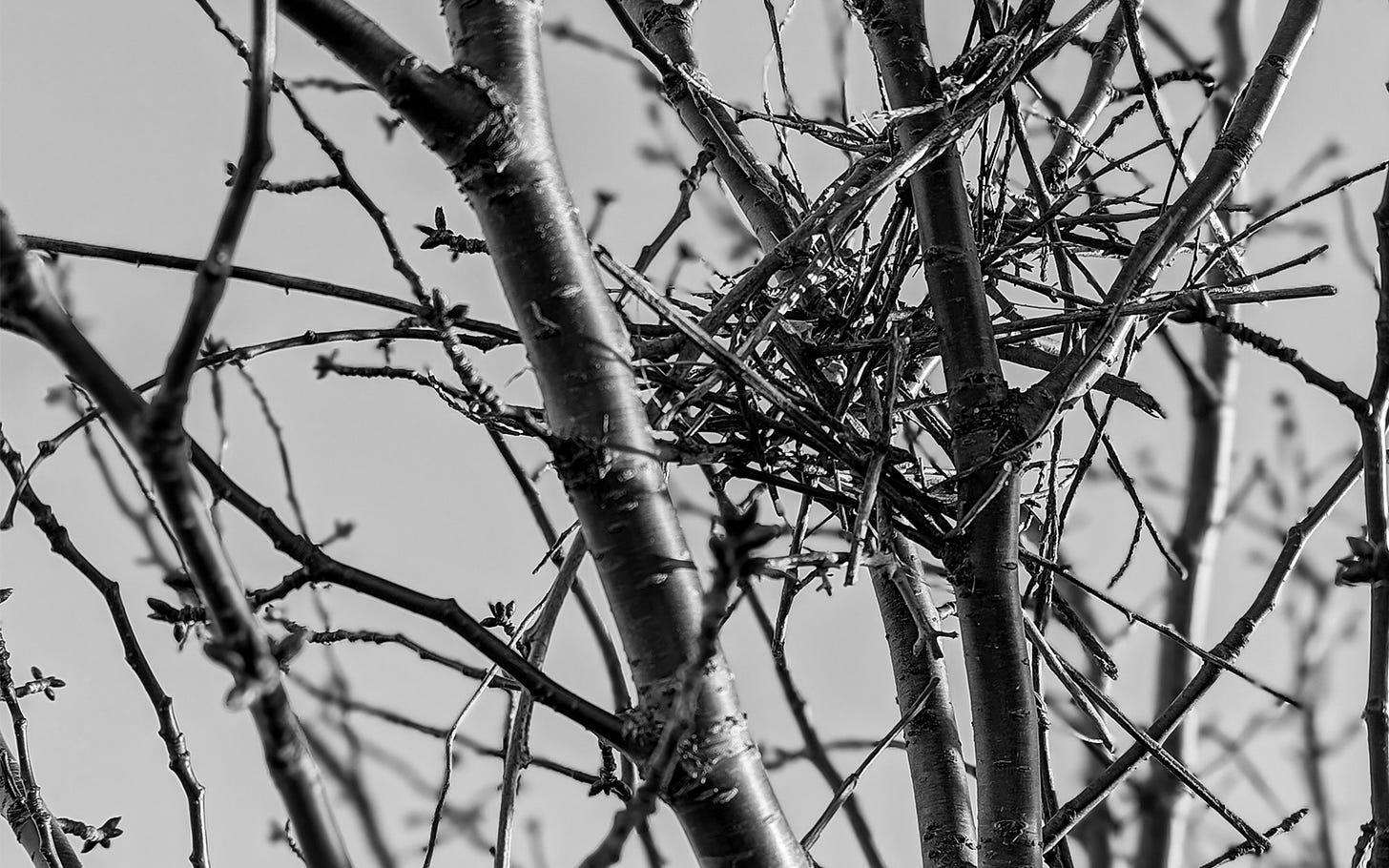 A bare stick nest sits in a naked tree unused
