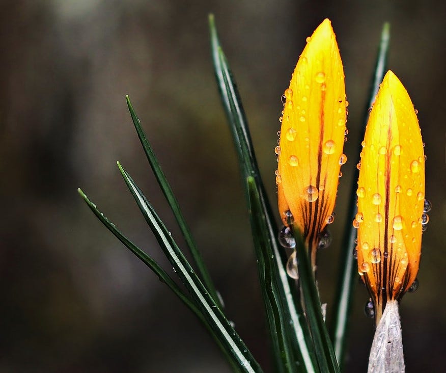 Spring crocuses covered with raindrops