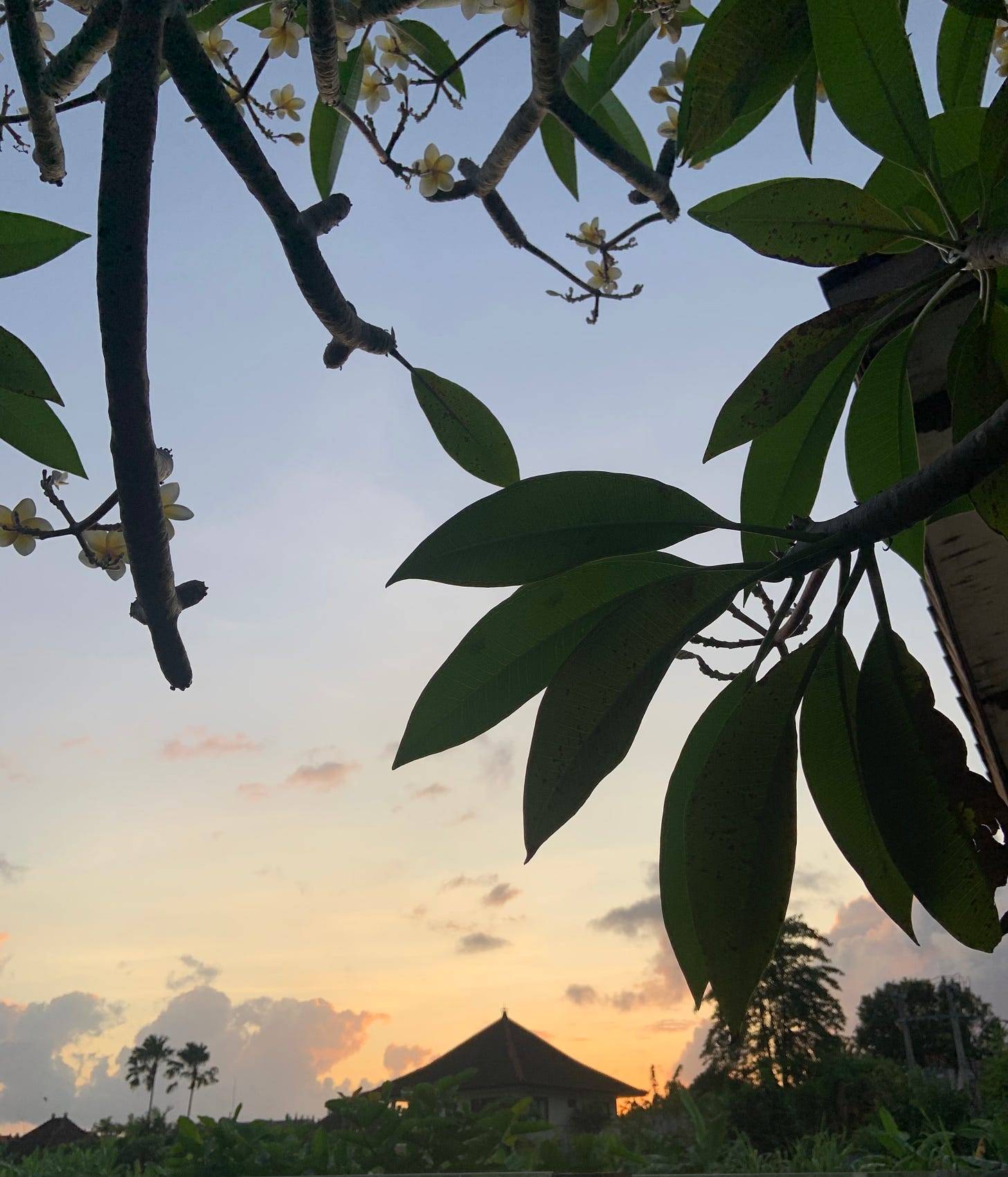 a light orange sunset captured between a tree with green branches and white petaled flowers. A traditional Balinese hut sits in the middle