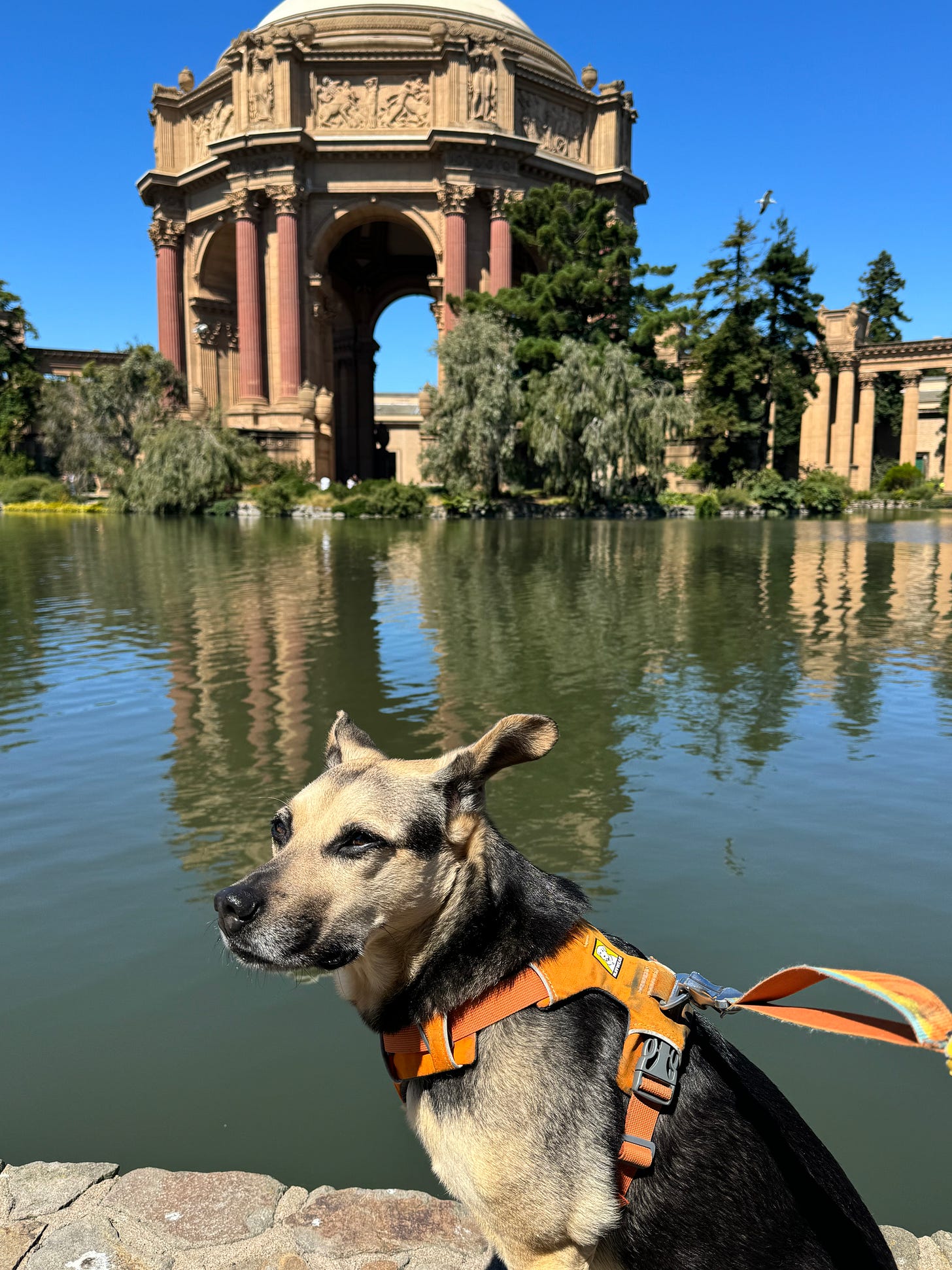 light brown and black dog with orange harness in front of palace of fine arts