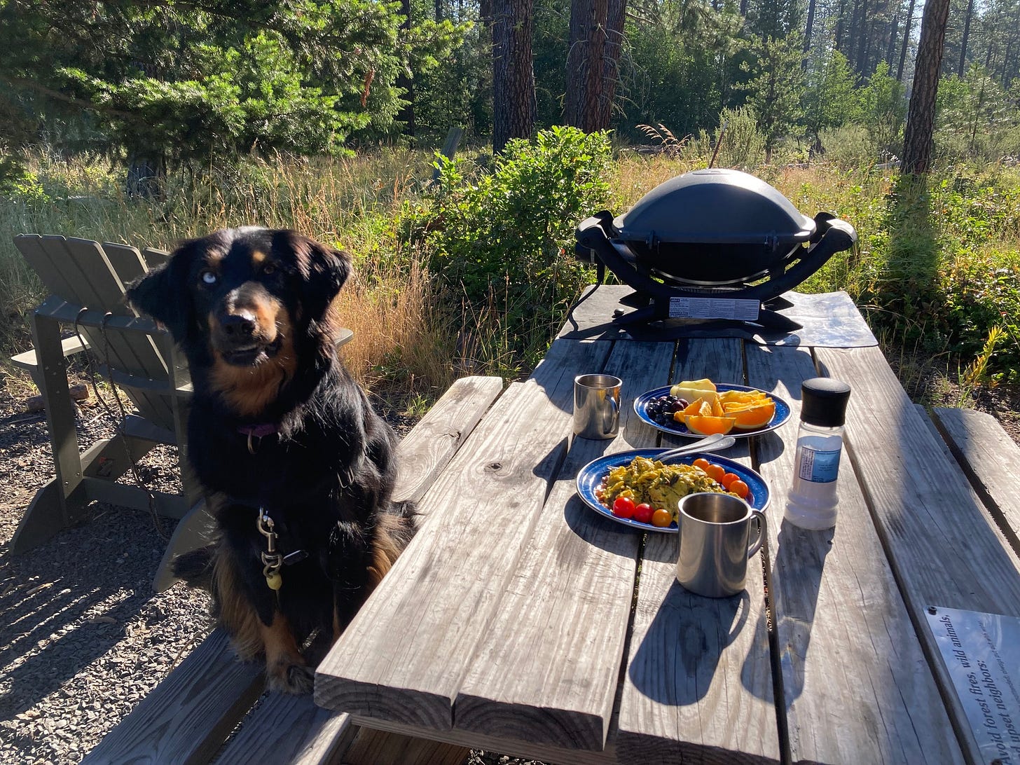 Black and brown dog sitting at a picnic table in front of a plate of grilled food