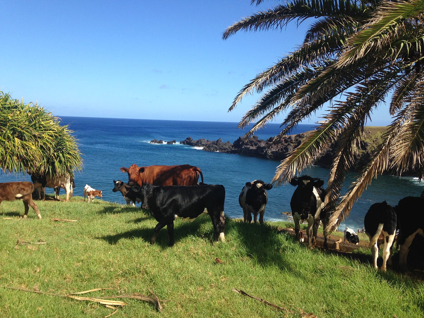 cows on a beach on Easter Island