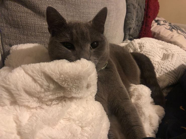 Vim sits on a fuzzy white blanket looking very soft and cuddly