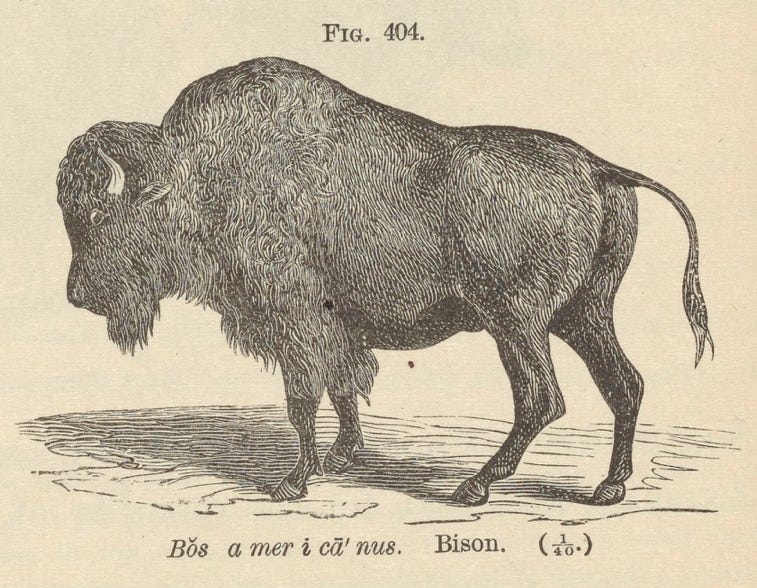 A drawing of a bison

Description automatically generated