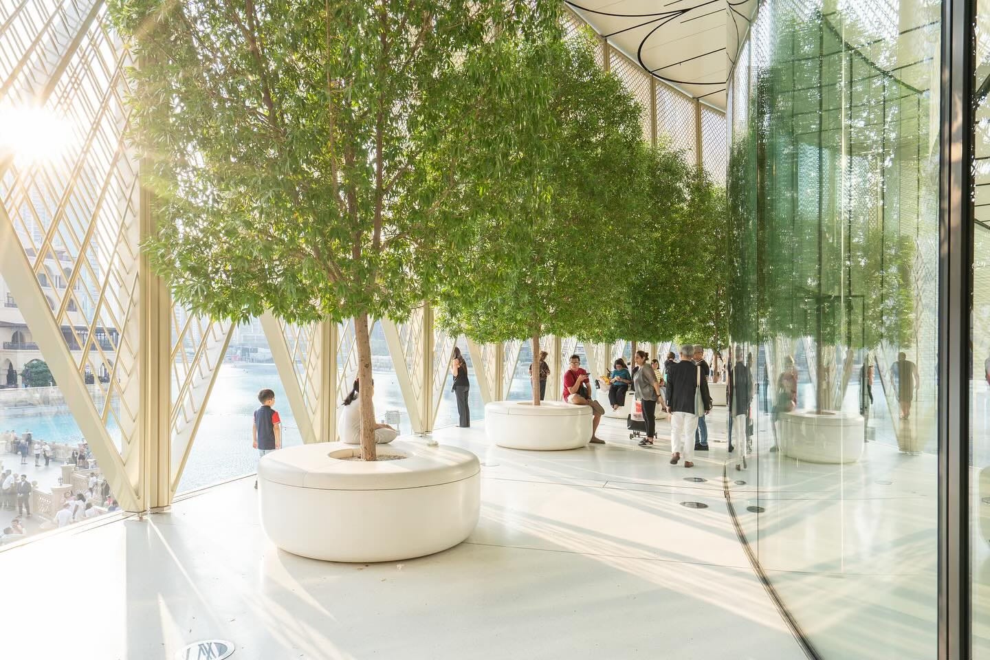 Customers stand below the trees at Apple Dubai Mall. The sun shines bright.