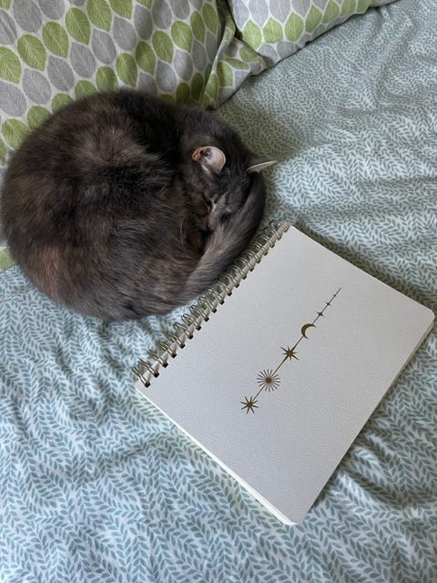 An adorable gray cat cuddle up on the bed next to the new notebook
