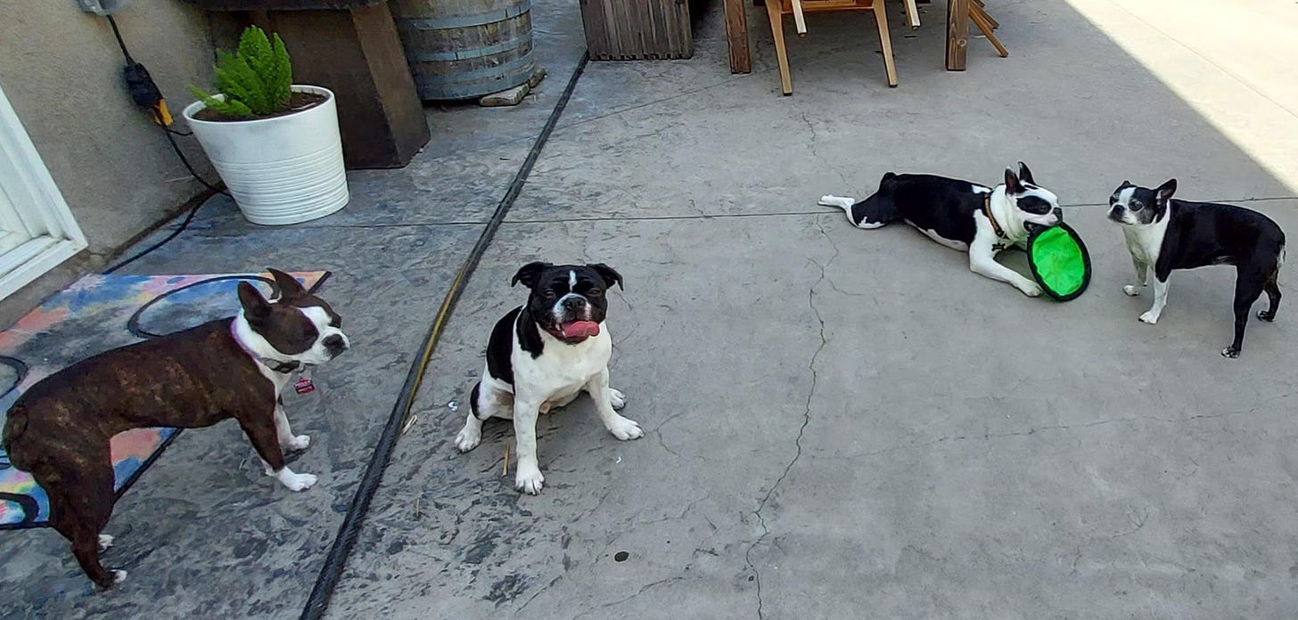 Four Boston terrier dogs sit or sprawl on a concrete patio, tongues out, after playing.