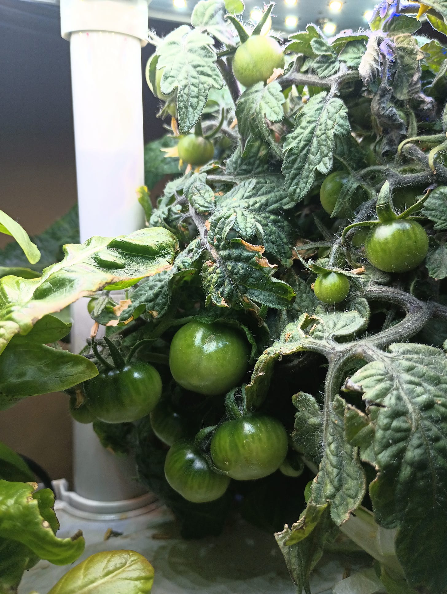 small green tomatoes on plant in hydroponic garden
